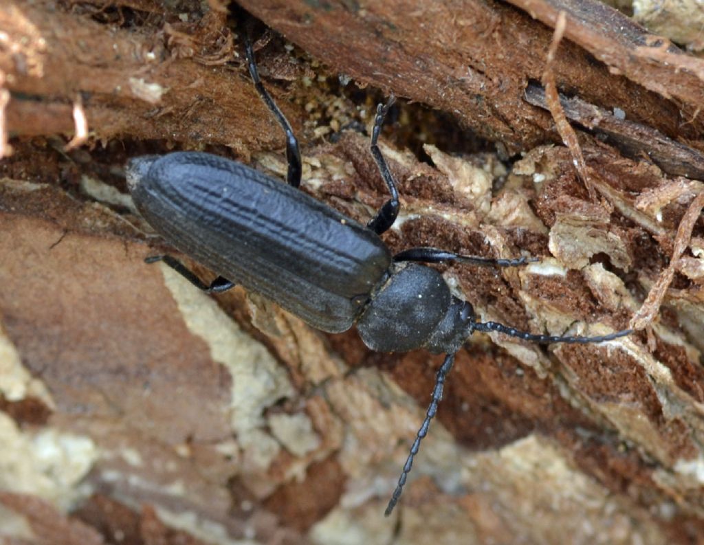 Rhagium inquisitor e Asemum striatum